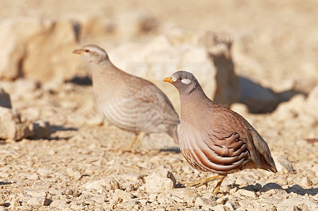 Paartje Arabische Woestijnpatrijzen; Pair of Sand Partridges stock-image by Agami/Markus Varesvuo,