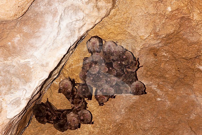 Groep slapende Grote Hoefijzerneuzen; Group of sleeping Greater Horsshoe Bats stock-image by Agami/Theo Douma,