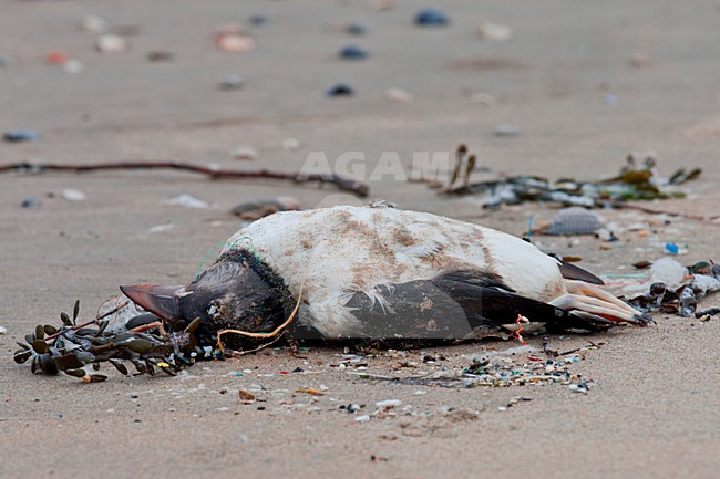 Papegaaiduiker dood aangespoeld op het strand; Dead Atlantic Puffin washed ashore stock-image by Agami/Arnold Meijer,