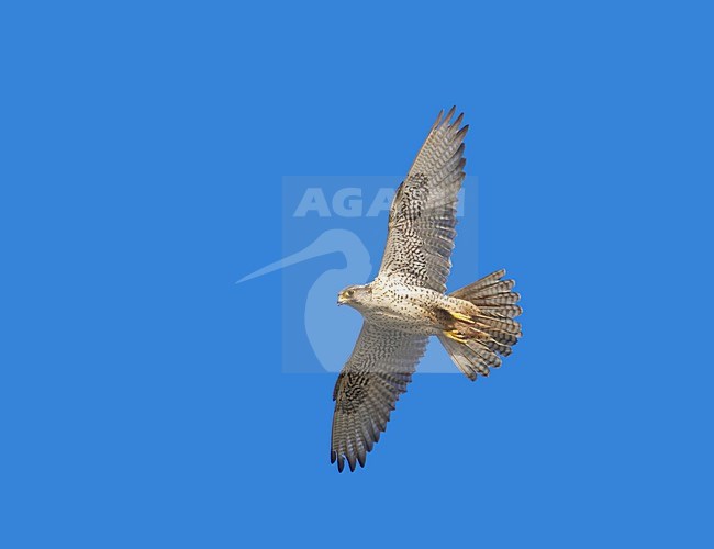 Gyr Falcon flying; Giervalk vliegend stock-image by Agami/Markus Varesvuo,