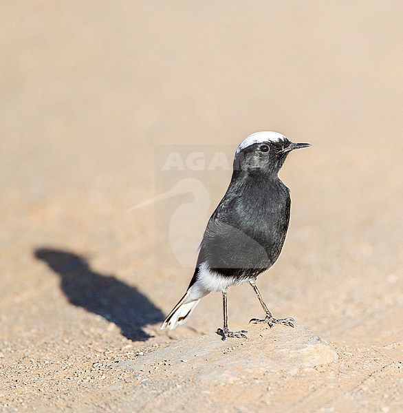White-crowned Wheatear (Oenanthe leucopyga aegra) in Morocco.  Also known as White-tailed Wheatear. stock-image by Agami/Marc Guyt,