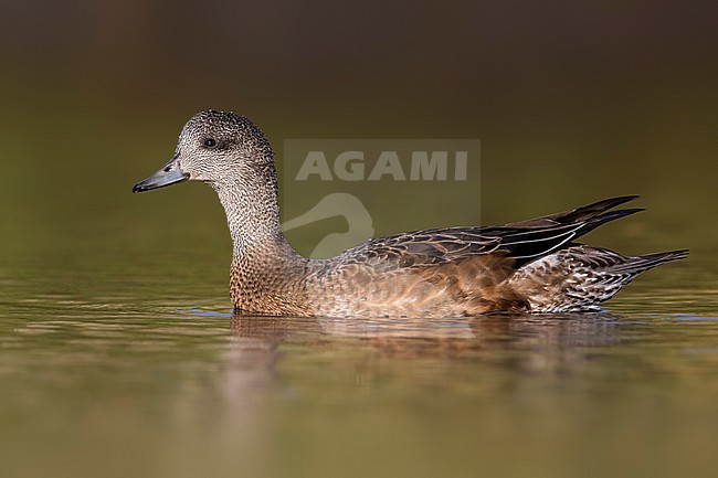 American Wigeon; Anas americana; Mareca americana stock-image by Agami/Daniele Occhiato,