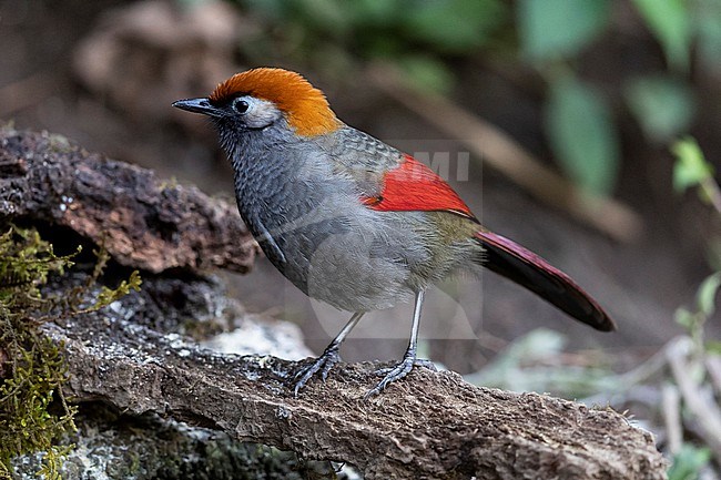 An adult Red-tailed Laughingthrush (Trochalopteron milnei) of the subspecies sharpei is perching on a piece of bark stock-image by Agami/Mathias Putze,