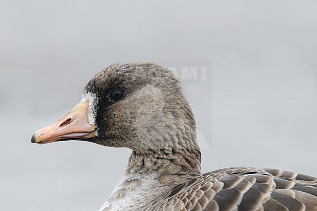  stock-image by Agami/Rob Riemer,
