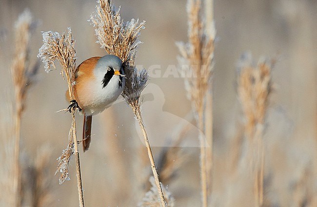 Male Bearded Reedling (Panurus biarmicus) during winter in reed bed near Espoo in souther Finland. stock-image by Agami/Markus Varesvuo,