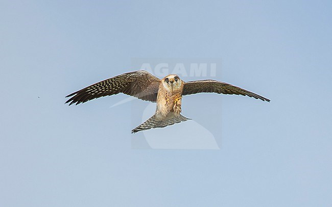 Red-footed falcon (Falco vespertinus) on the hunt for Common cockchafers (Melolontha melolontha). Female Red-footed Falcon, second calenderyear (2cy/2kj). stock-image by Agami/Lennart Verheuvel,