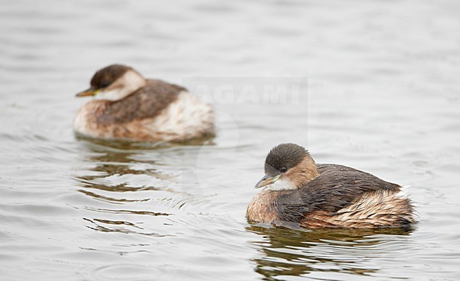 Dodaars winterkleed; Little Grebe winerplumage stock-image by Agami/Markus Varesvuo,