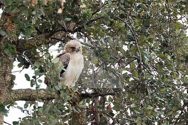Booted Eagle (Hieraaetus pennatus) in Spain (Andalucia), adult, pale morph stock-image by Agami/Ralph Martin,