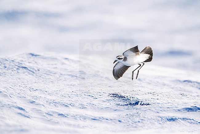 White-faced Storm-Petrel (Pelagodroma marina) foraging on the Atlantic Ocean off the Madeira islands. stock-image by Agami/Marc Guyt,