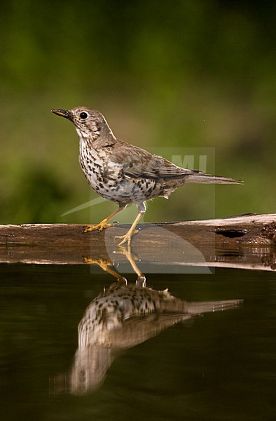 Grote Lijster bij drinkplaats; Mistle Thrush at drinking site stock-image by Agami/Marc Guyt,