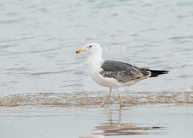 Subadult Lesser Black-backed Gull (Larus fuscus) standing on the beach in the Ebro delta, Spain, during summer. stock-image by Agami/Marc Guyt,