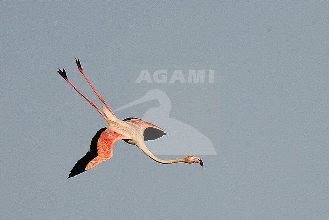 Adult Greater Flamingo (Phoenicopterus roseus) diving down in Spain. stock-image by Agami/Laurens Steijn,