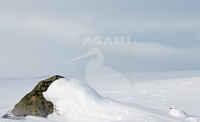 Alpensneeuwhoen in de sneeuw, Rock Ptarmigan in the snow stock-image by Agami/Markus Varesvuo,