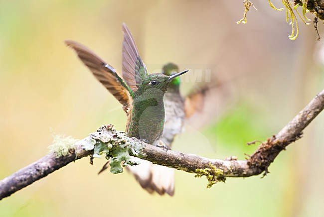 Bruinstaart-hoornkolibrie, Buff-tailed Coronet, Boissonneaua flavescens stock-image by Agami/Marc Guyt,