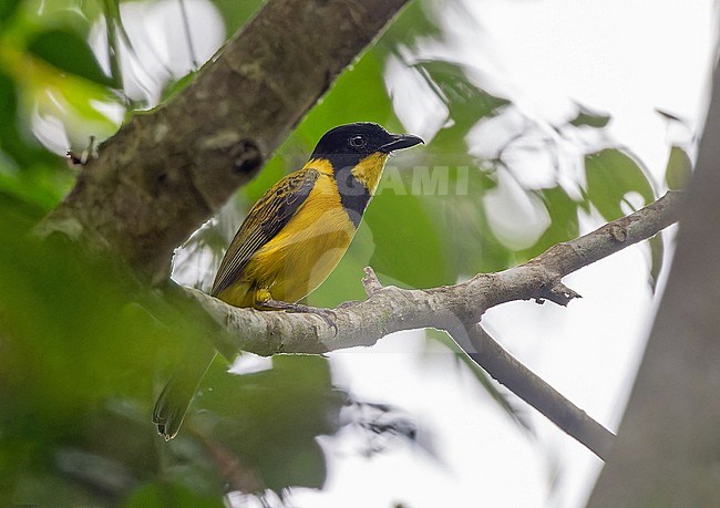 Oriole Whistler (Pachycephala orioloides cinnamomea) on Guadalcanal in the Solomon Islands. stock-image by Agami/Pete Morris,