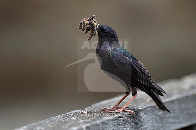 Adult Eastern Common Starling (Sturnus vulgaris purpurascens) in summer plumage carrying a load of caterpillars. Photographed in Georgia. stock-image by Agami/Kari Eischer,