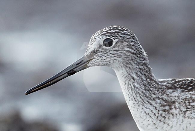 Juveniele Groenpootruiter close-up; Juvenile Greenshank close up stock-image by Agami/Markus Varesvuo,