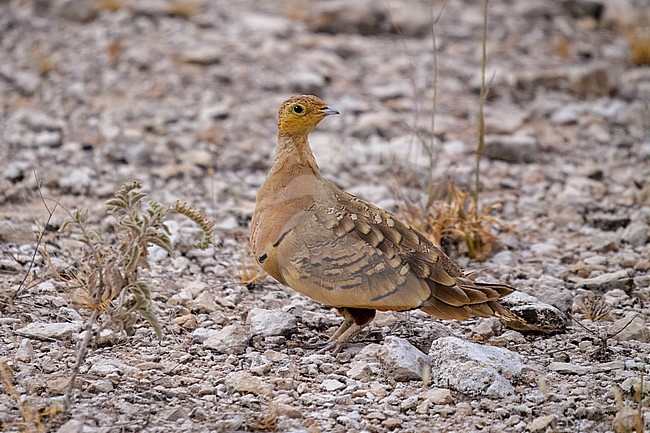 Chestnut-bellied Sandgrouse, Pterocles exustus. On the ground. stock-image by Agami/Hans Germeraad,