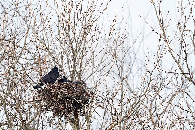 Rook - Saatkrähe - Corvus frugilegus ssp. frugilegus, Germany, adult stock-image by Agami/Ralph Martin,