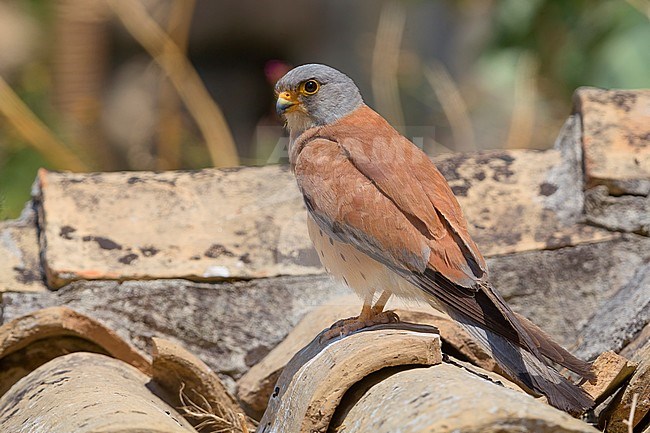 Lesser Kestrel, Adult, Male, Matera, Basilicata, Italy (Falco naumanni) stock-image by Agami/Saverio Gatto,