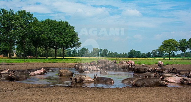 Vrije uitloop varken; Domestic Pig stock-image by Agami/Hans Germeraad,