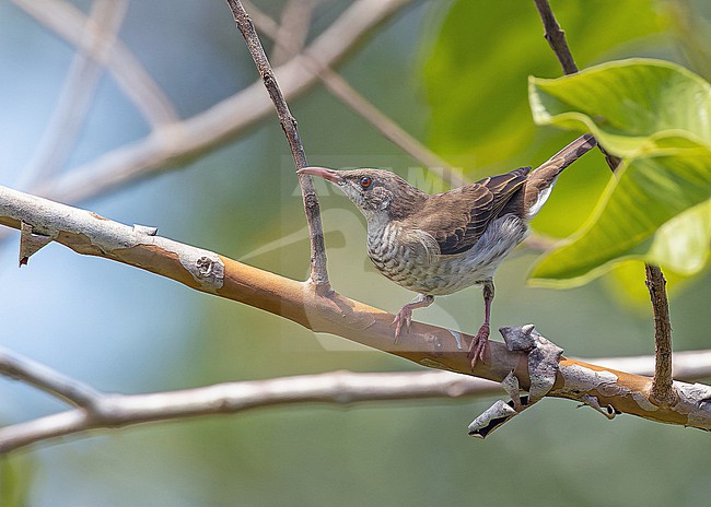Bar-breasted Honeyeater, Ramsayornis fasciatus, in West Papua, Indonesia. stock-image by Agami/Pete Morris,