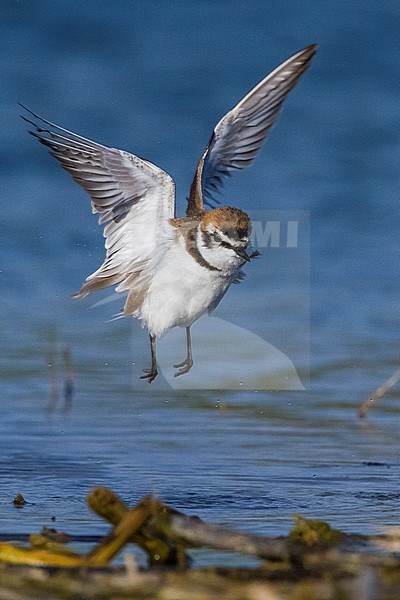 Kentish Plover (Charadrius alexandrinus), adult male in flight stock-image by Agami/Saverio Gatto,