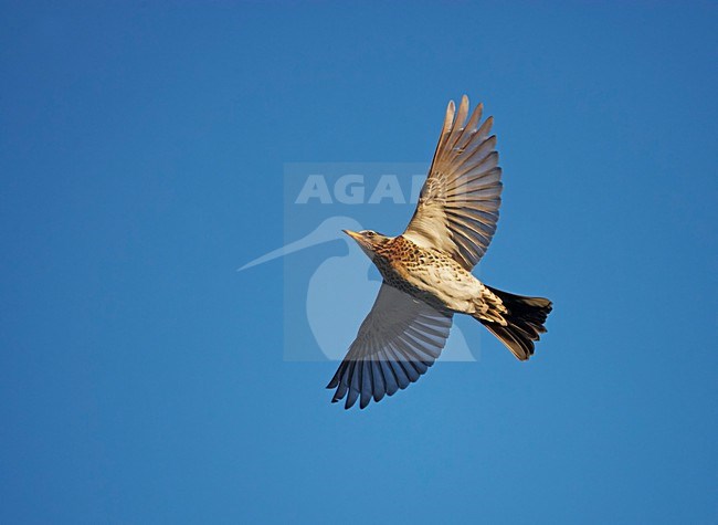 Kramsvogel in vlucht; Fieldfare in flight stock-image by Agami/Markus Varesvuo,