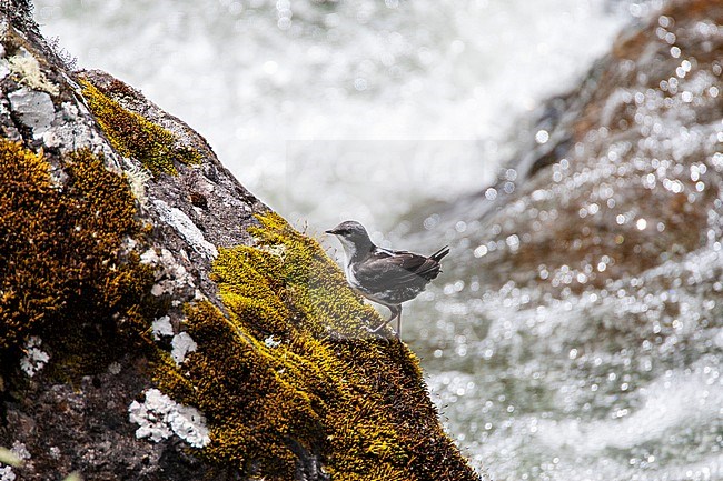 White-capped Dipper, (Cinclus leucocephalus) in fast flowing river on the west slope of the Andes in Ecuador. stock-image by Agami/Marc Guyt,
