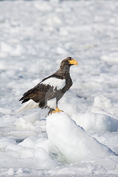 Steller Zeearend in de winter; Steller\'s Sea-eagle in winter stock-image by Agami/Marc Guyt,