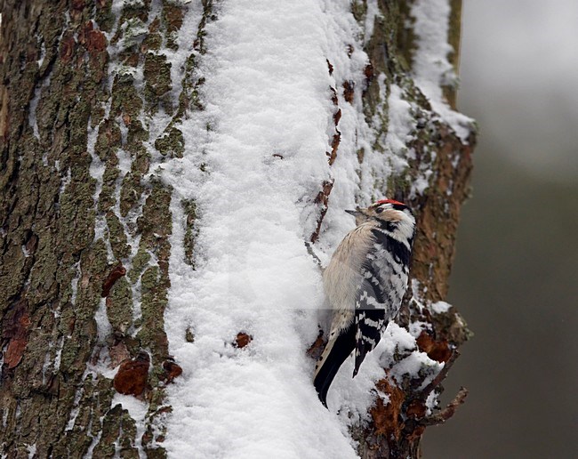 Mannetje Kleine Bonte Specht in de winter; Male Lesser Spotted Woodpecker in winter stock-image by Agami/Markus Varesvuo,