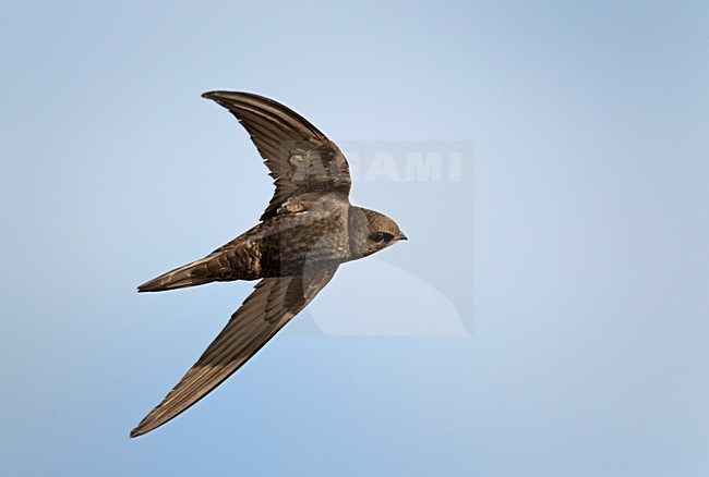 Vliegende fouragerende Gierzwaluw;Flying foraging Common Swift stock-image by Agami/Ran Schols,