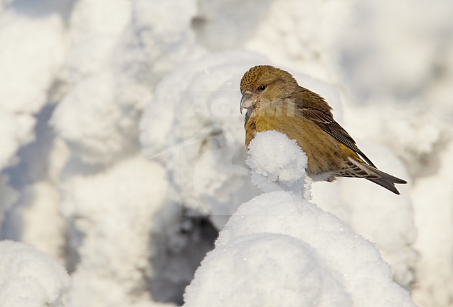 Common Crossbill (Loxia curvirostra)Kuusamo Finland February 2011 stock-image by Agami/Markus Varesvuo,