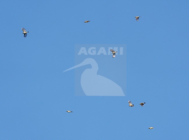 flock, group Eurasian Coal Tit (Periparus ater) during irruption and invasion migration flying against a blue sky stock-image by Agami/Ran Schols,