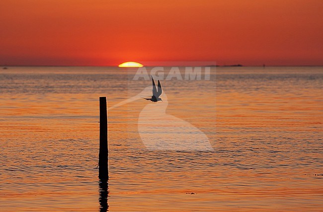Arctic Tern (Sterna paradisaea) adult taking off from perch in the sunset at a beach in Denmark stock-image by Agami/Helge Sorensen,