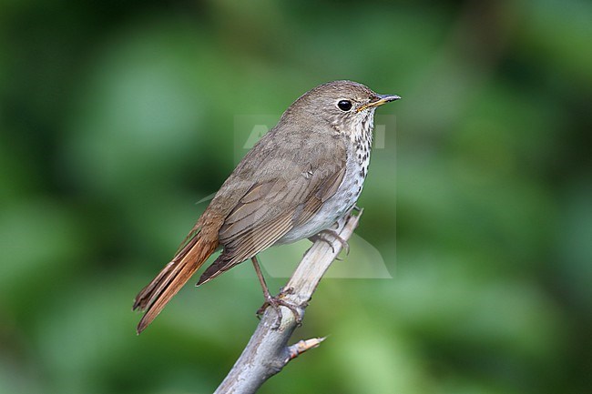 Hermit Thrush  (Catharus guttatus)  taken the 20/06/2022 at Homer - Alaska - USA stock-image by Agami/Aurélien Audevard,
