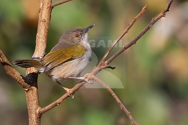 Hartert's Camaroptera (Camaroptera harterti) perched on a branch in Angola. stock-image by Agami/Dubi Shapiro,