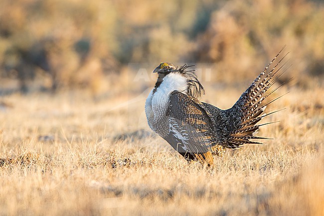 Adult male Gunnison Grouse, Centrocercus minimus
Gunnison Co., Colorado, USA. stock-image by Agami/Brian E Small,