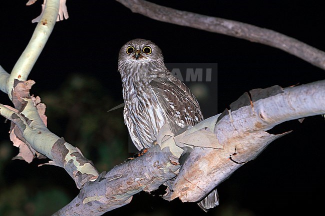 Male Barking Owl (Ninox connivens) at Townsville in Australia. stock-image by Agami/Aurélien Audevard,