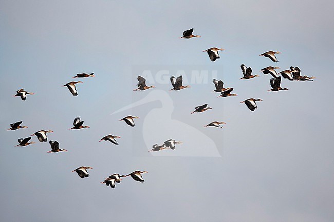 A flock of Black-bellied Whistling-Duck (Dendrocygna autumnalis ssp. fulgens) in flight photographed against a cloudy sky stock-image by Agami/Mathias Putze,