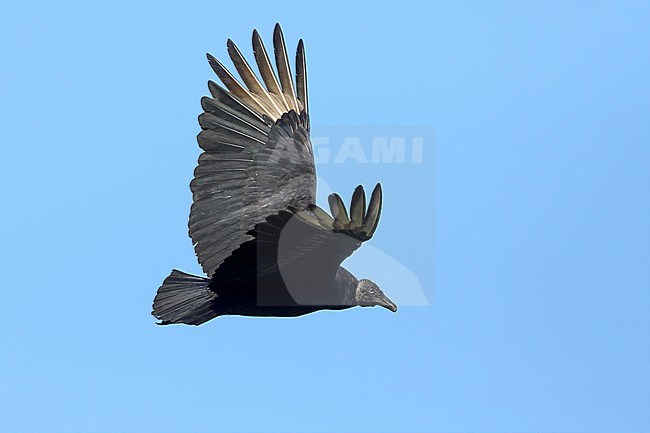 Adult Black Vulture
Galveston Co., Texas
April 2017 stock-image by Agami/Brian E Small,