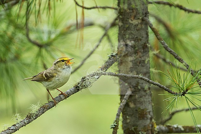 Pallas's Leaf-warbler, Phylloscopus proregulus, Russia (Baikal), adult in breeding habitat. stock-image by Agami/Ralph Martin,