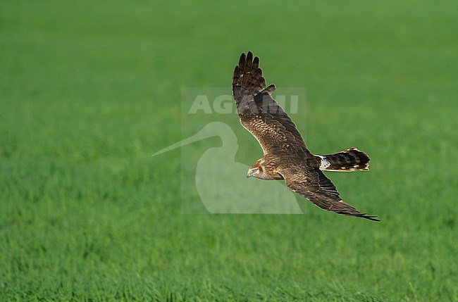 Pallid Harrier (Circus macrourus) in Finland. In flight over green colored agricultural field. stock-image by Agami/Jari Peltomäki,