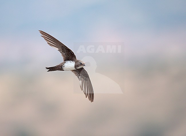 Alpine Swift (Apus melba) in flight in Spain. stock-image by Agami/Ran Schols,