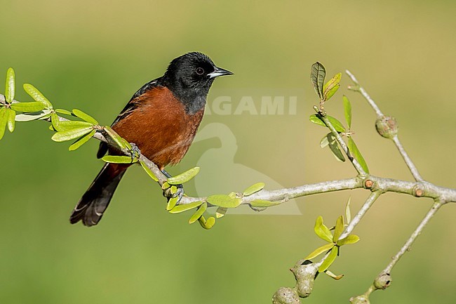 Adult male Orchard Oriole (Icterus spurius) perched on a branch in Galveston County, Texas, United States, during spring migration. stock-image by Agami/Brian E Small,