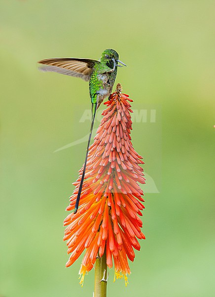 A male Green-tailed Trainbearer (Lesbia nuna nuna) (subspecies) perched on a red flower with open wings while scratching its head with its paw in Cusco, Peru, South-America. stock-image by Agami/Steve Sánchez,