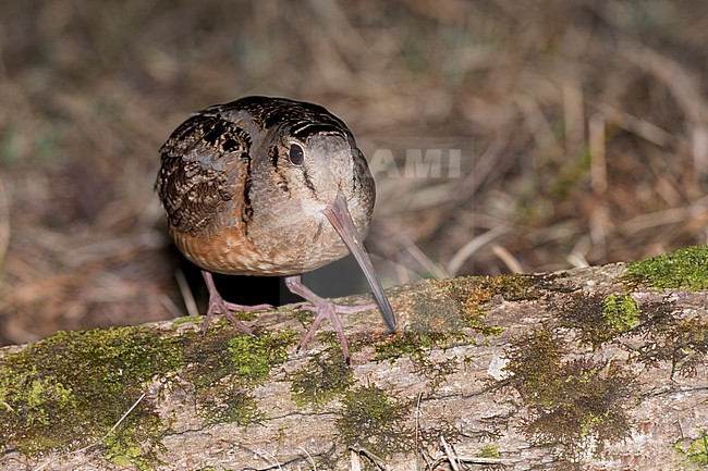 Adult American woodcock, Scolopax minor
Mackinac Co., MI stock-image by Agami/Brian E Small,