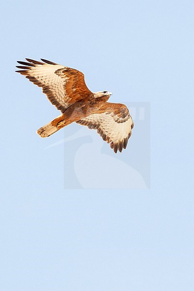 Dark rufous form Steppe Buzzard (Buteo buteo vulpinus) on migration over the Eilat Mountains, near Eilat, Israel stock-image by Agami/Marc Guyt,