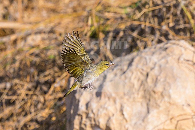 Rüppell’s Weaver (Ploceus galbula) flying, in Oman. stock-image by Agami/Sylvain Reyt,