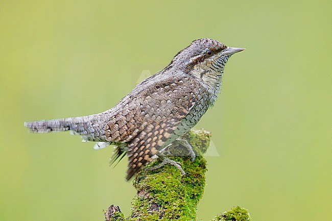 Eurasian Wryneck (Jynx torquilla), side view of an adult perched on an old branch, Campania, Italy stock-image by Agami/Saverio Gatto,